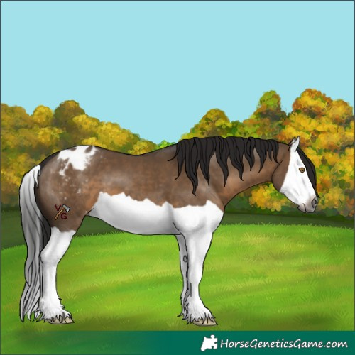 Horse Color:Gray Brown Dun Splash Appaloosa