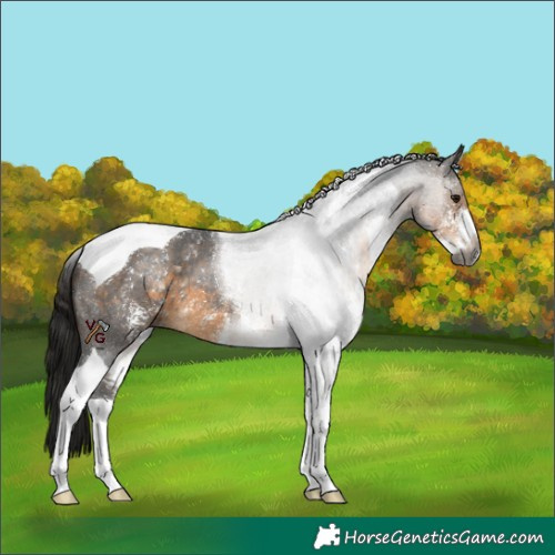 Horse Color:Gray Buckskin Sabino Tobiano