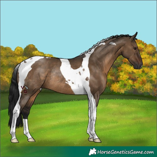 Horse Color:Gray Brown Dun Tobiano Rabicano