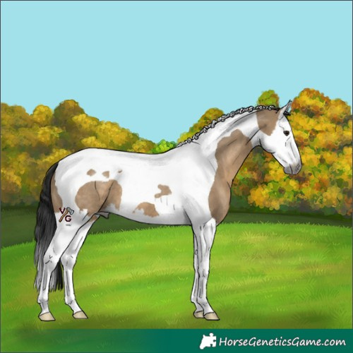 Horse Color:Gray Brown Dun Splash Tobiano Appaloosa 