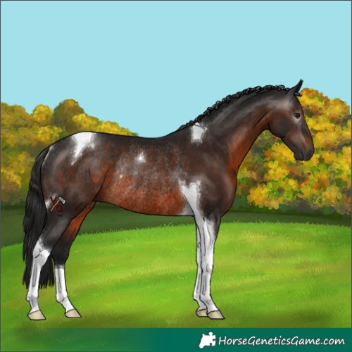 Horse Color:Gray Brown Tobiano Rabicano 