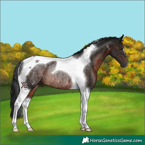 Horse Color:Gray Brown Tobiano Rabicano 