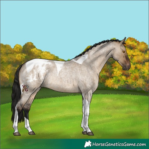Horse Color:Gray Bay Roan Dun Tobiano Appaloosa Rabicano 