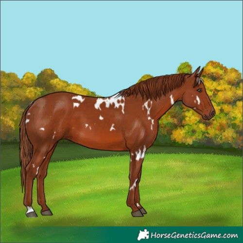 Horse Color:White Spotted Chestnut 