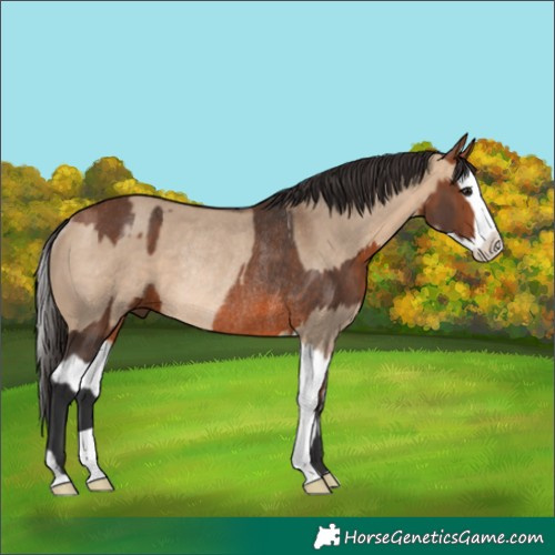 Horse Color:Bay Rabicano and Bay Dun Splash Rabicano