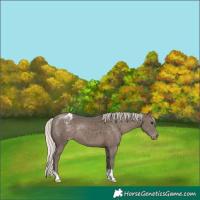 Horse Color:Silver Black Appaloosa