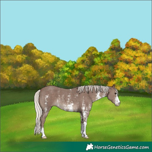 Horse Color:Silver Black Sabino 