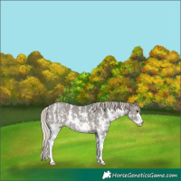 Horse Color:Silver Black Sabino