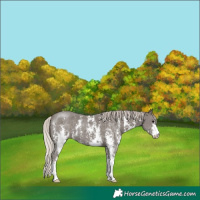 Horse Color:Silver Black Sabino