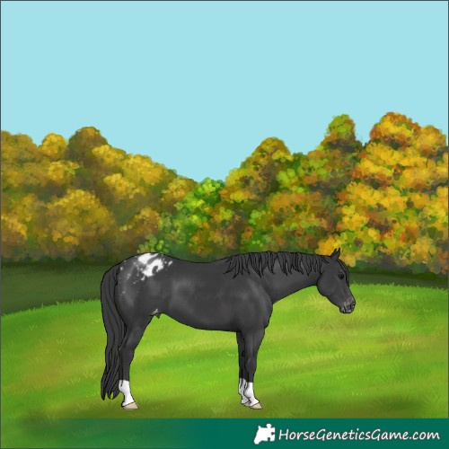 Horse Color:Black Appaloosa 