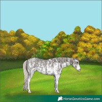 Horse Color:Silver Black Sabino