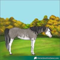 Horse Color:Grullo Sabino Splash  and Grullo Sabino Splash Rabicano 
