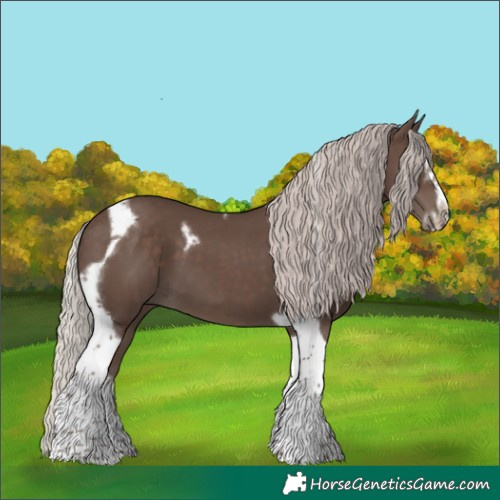 Horse Color:Silver Black Splash Tobiano Frame 