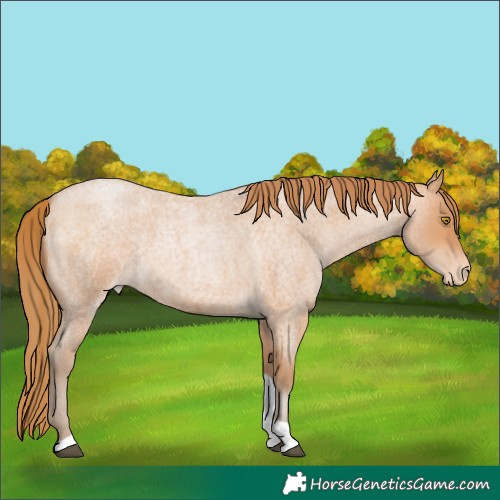Horse Color:Bay Roan Pearl Tobiano Appaloosa