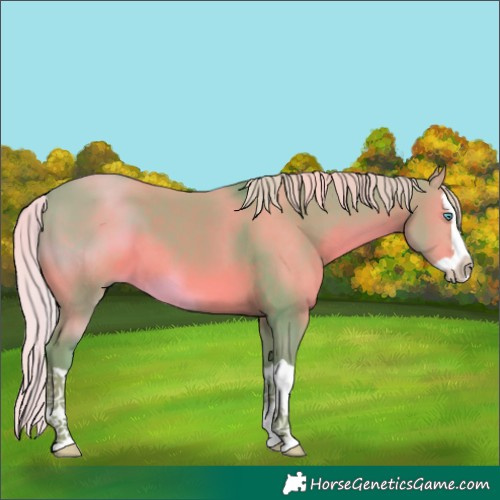 Horse Color:Watercolor Silver Black Splash