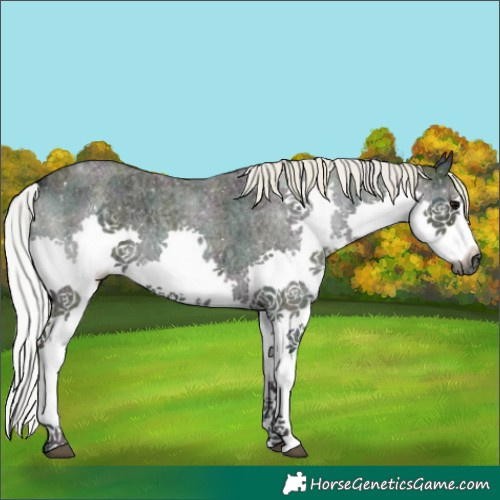 Horse Color:Gray Watercolor Midnight Silver Bay Ice Roan Onyx Splash