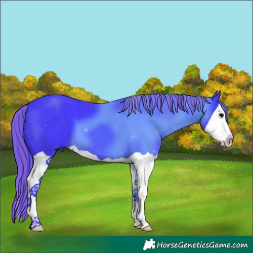 Horse Color:Painted Watercolor Smoky Black Splash