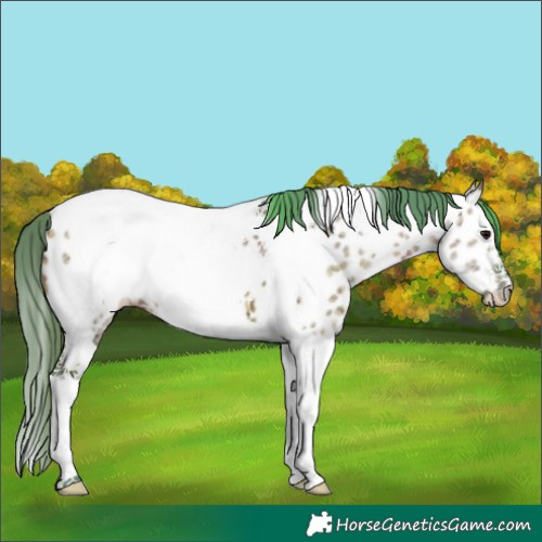 Horse Color:Watercolor Grullo Ice Sabino Splash Tobiano Frame Near Leopard Rabicano