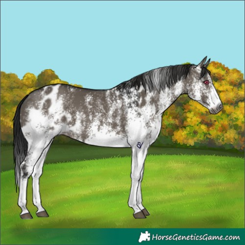 Horse Color:Gray White Spotted Grullo Skewed Appaloosa