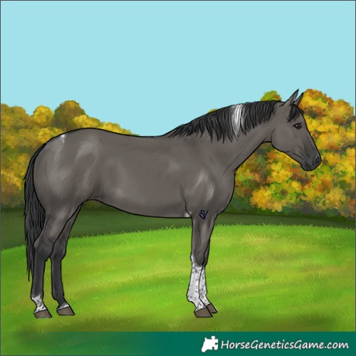 Horse Color:Grullo Tobiano Rabicano