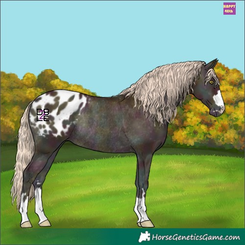 Horse Color:Midnight Gold Champagne Onyx Appaloosa Rabicano