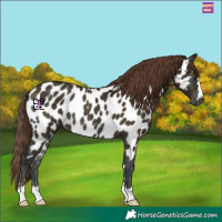 Horse Color:Midnight Amber Champagne Onyx Near Leopard 