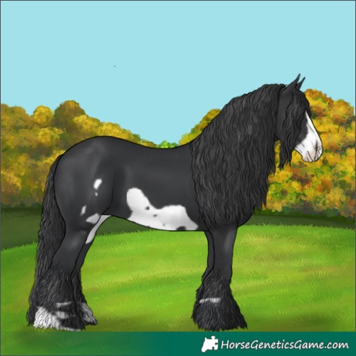 Horse Color:Black  and Black Frame 