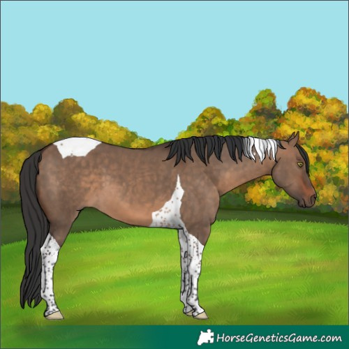 Horse Color:Brown Dun Tobiano