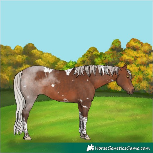 Horse Color:White Spotted Silver Brown Tobiano Rabicano 