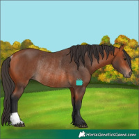 Horse Color:Bay Rabicano
