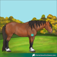 Horse Color:Bay Rabicano