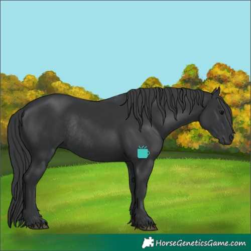 Horse Color:Black Rabicano 
