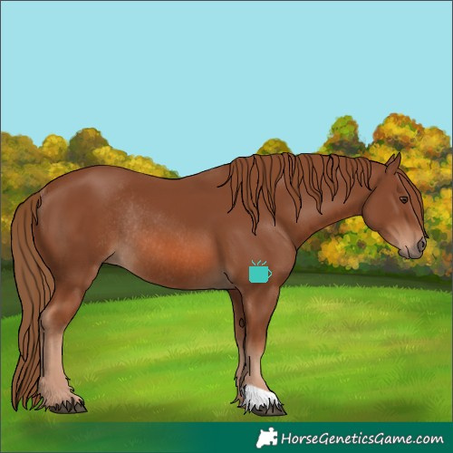 Horse Color:Chestnut Rabicano