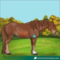 Horse Color:Chestnut Rabicano