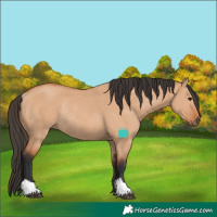 Horse Color:Bay Dun Rabicano 