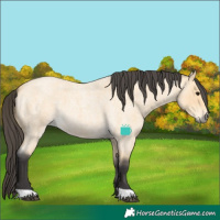 Horse Color:Buckskin Roan