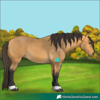 Horse Color:Buckskin