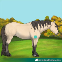 Horse Color:Buckskin 
