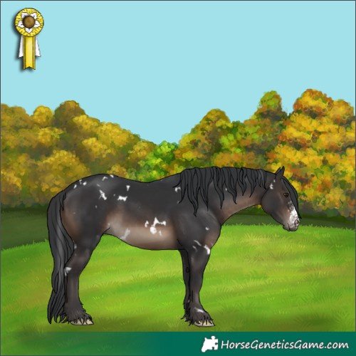 Horse Color:White Spotted Brown Sabino