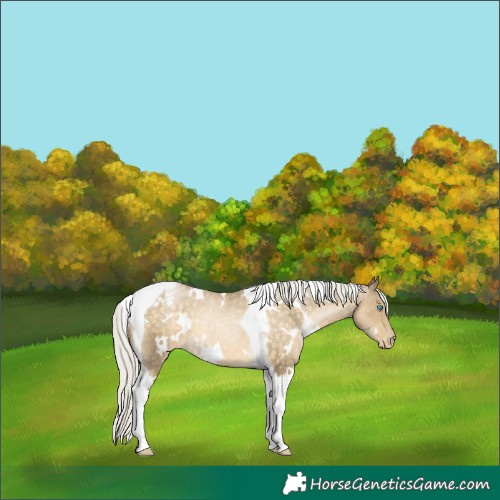 Horse Color:White Spotted Silver Buckskin Pearl Tobiano Varnish