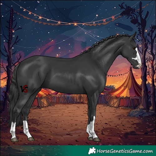 Horse Color:Black 
