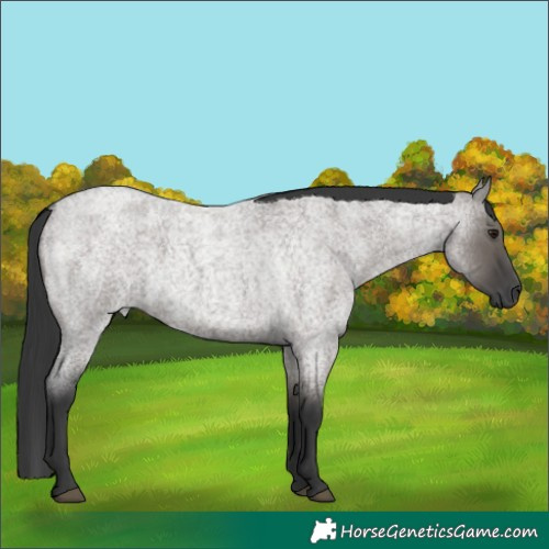 Horse Color:Grullo Roan 