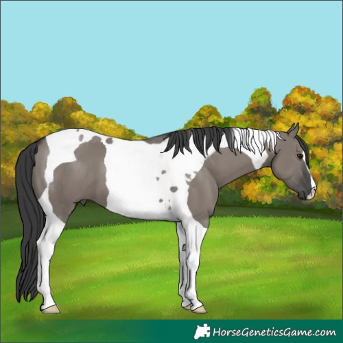 Horse Color:Grullo Tobiano 
