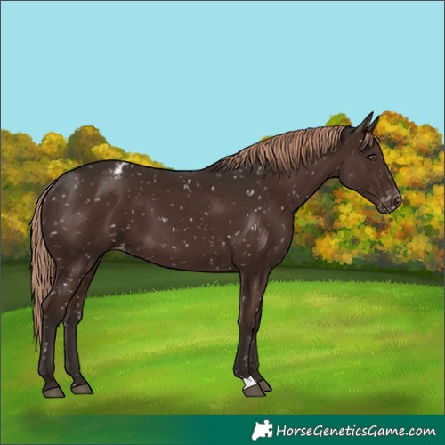 Horse Color:Liver Chestnut Appaloosa 