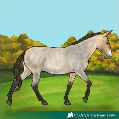 Horse Color:Buckskin Roan Frame