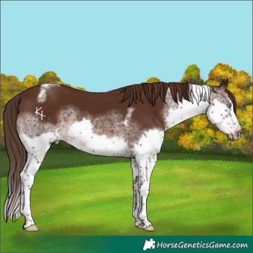 Horse Color:Liver Chestnut Splash Tobiano Frame Rabicano 