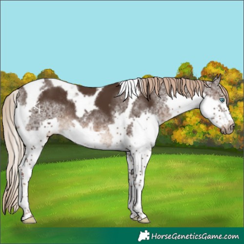 Horse Color:Liver Chestnut Splash Tobiano Frame Rabicano