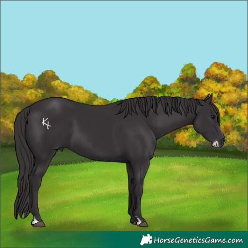 Horse Color:Smoky Black Frame 
