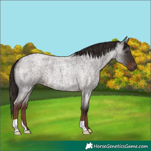 Horse Color:Liver Red Roan 