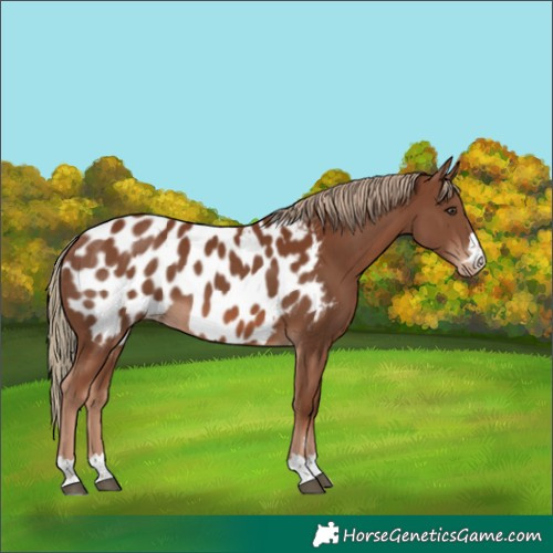 Horse Color:Chestnut Appaloosa